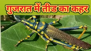 Tid ka kahar ||गुजरात में तीड का कहर || જયાં જોવ ત્યાં તીડ જ તીડ || Tid no antak