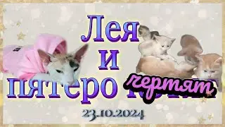 5 котят!