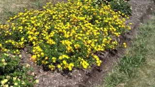 Lantana for sunny spots