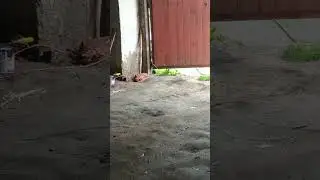 Гость нежданный..)