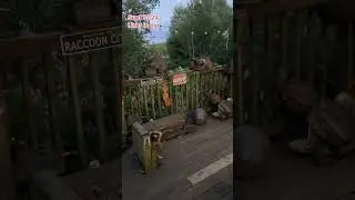Supper Time for these Raccoons. Peanut Butter Club Diary