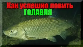 Как успешно ловить ГОЛАВЛЯ на спиннинг. Совет для начинающих спиннингистов.