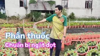 15.11al chăm sóc phân thuốc chuẩn bị ngắt đọt vạn thọ(Phước Thêm)