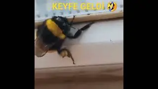 ARI DANS EDİYOR 🤣