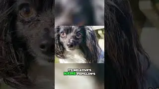 Papillon and Phalène Names Explained