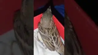 Sparrow journey ❣️ lovely bird ❤️