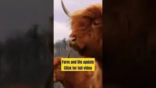 update on farm and life. click for full video! #cow #bull #farmlife #highlandcattle #animals #vlog