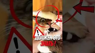 🐱 What to do if your cat is having difficulty breathing?