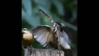 سبحان الله مضاربة طيور