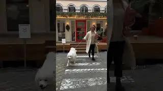 Подписывайся на нас в inst и телеграм - samoed_spb