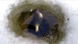 Зимняя рыбалка. Дубовской затон.