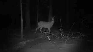 Лось, Косуля, гуляют вокруг дома, кадры с фотоловушки | живу в лесу