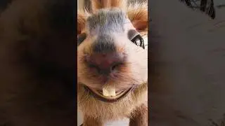 Licking Squirrel 👅🐿 