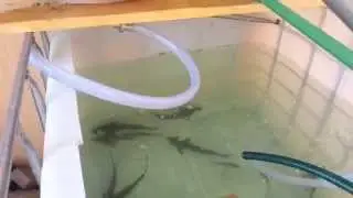 Разведение рыбы