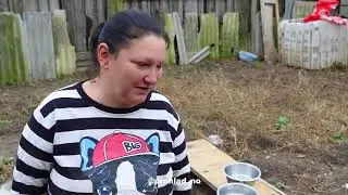 Приют для животных