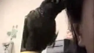 Clover the Working Parrot 1