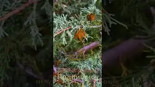 Ржавчина ГРУШИ Что делать Дачный агроном