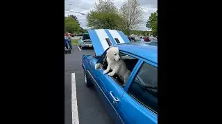 Londonderry Rotary Club 2025 Car Show  #classiccars #carshow