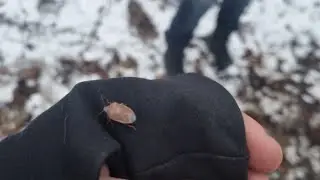 24-26.12.2023: Самый большой зверь