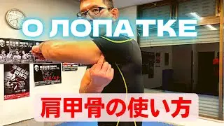 【空手】肩甲骨の使い方