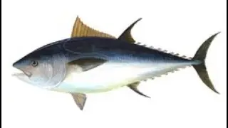 Atlantic Bluefin Tuna (Thunnus thynnus)
