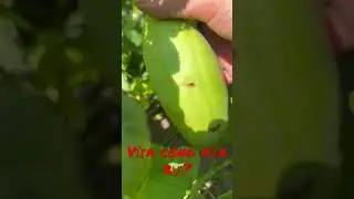 Trồng dưa gang chuẩn oganic - Bất ngờ móc ra rất cong và bự #shorts #duagang