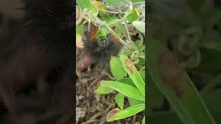 Backyard bug hunt - chewing / mandibulate mouthparts