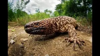 Heloderma horridum (voyage Atheris au Mexique)