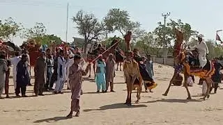 Camel rasing desert animals Camel 🐫🐪🐫🐪