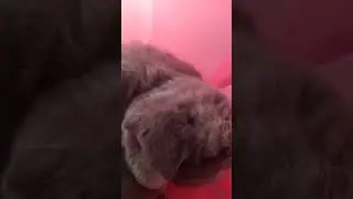Обнимай , да меру знай .