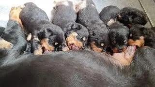 Chó con Rottweiler 2 tuần tuổi Siro Gervi [10.03.2023]