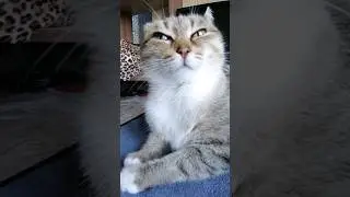 Как же сложно! #озвучка #милота #юмор #котики