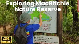 Hiking and Nature Walk at MacRitchie Reservoir Park