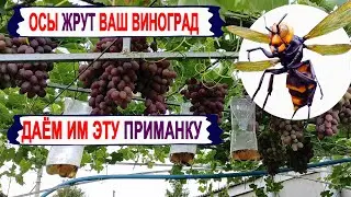 🍇 Как бороться с осами и шершнями на винограде. Эта ПРИМАНКА привлекает ос лучше, чем сам виноград.