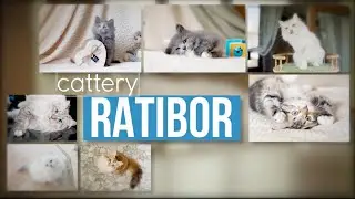 About Ratibor Cattery