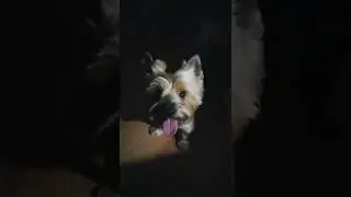 Собака попрыгунья 😄 #shorts