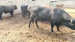 MAŞTAĞA. MAL. BAZARI. 23.06.2024.🐂.   🇦🇿