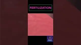 Fertilization Process 