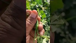 కేజీ లక్ష ఇచ్చి అయినా కొంటారు