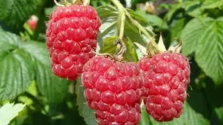 Малина ,,Шапка Мономаха,, 👍Усыпана ягодами😃