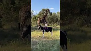 whats behind you🦒