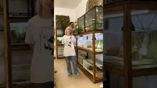 Обзор, поступление малышей агам в магазин ZooDragon