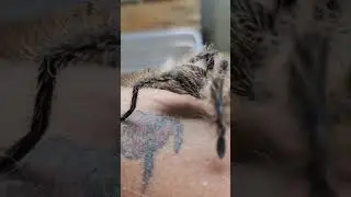 holding spiders #shortsvideo #shorts