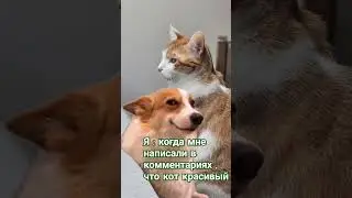 хвалите нас почаще #кот #рыжий #юмор