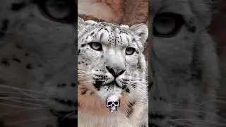 LEOPARDO DAS NEVES 🐆❄️💀 #remix #pumpkin #music #naturezaselvagem