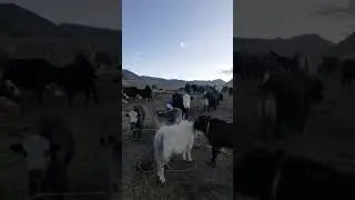 Сарлық сиырлар жайлы естігенсіз бе? #youtubeshorts #horse #айғыр #фермер #корова #казахстан