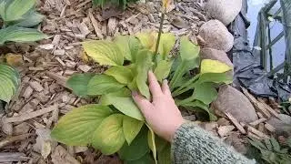 Не повторяйте моих ошибок. Хосты и гейхеры осенью.