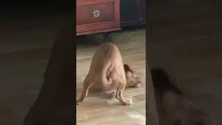Tư thế yoga tuyệt đỉnh nâng cơ mông của chú chó vàng