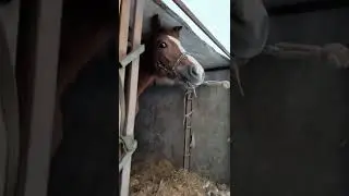 Кобыла русский тяжеловоз 