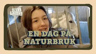 "Alla ämnen känns lättare" | En dag på naturbruksprogrammet | Gymnasievalet